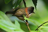 Whiskered Yuhina